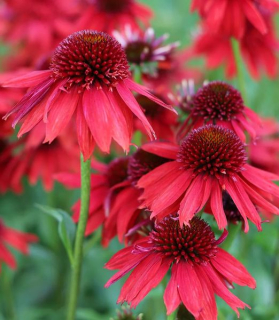 Echinacea purpurea 'Lakota Red'